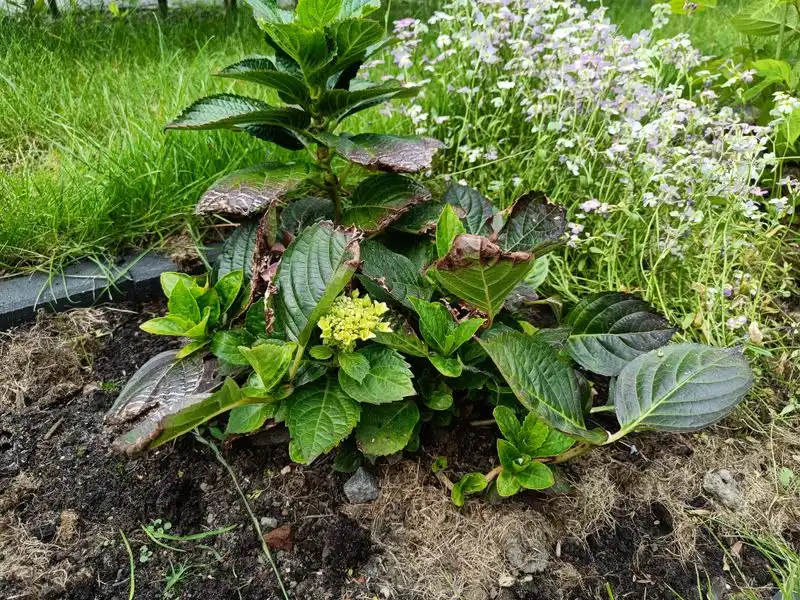 Nutrient Deficiency