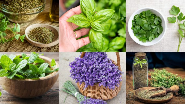 14 Nutritious Herbs to Keep Your Chickens Happy and Healthy