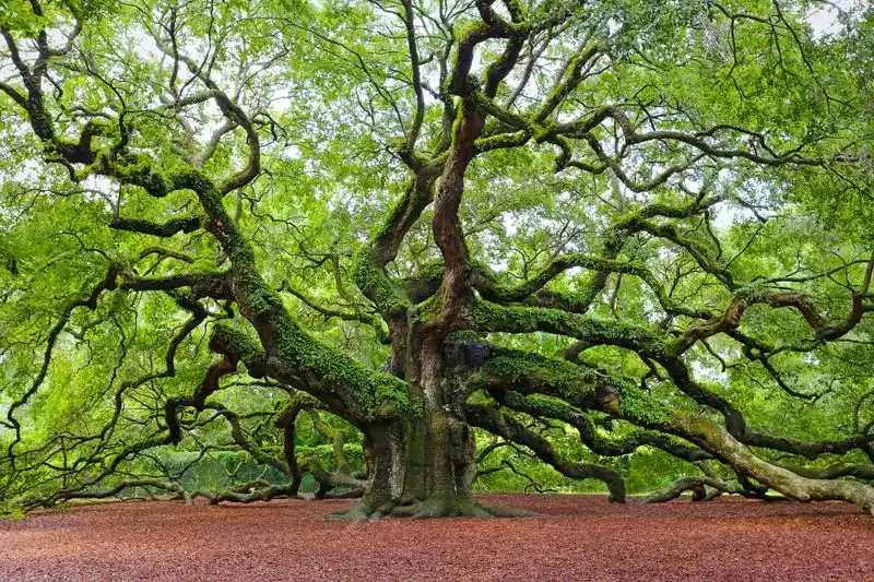 Oak Trees
