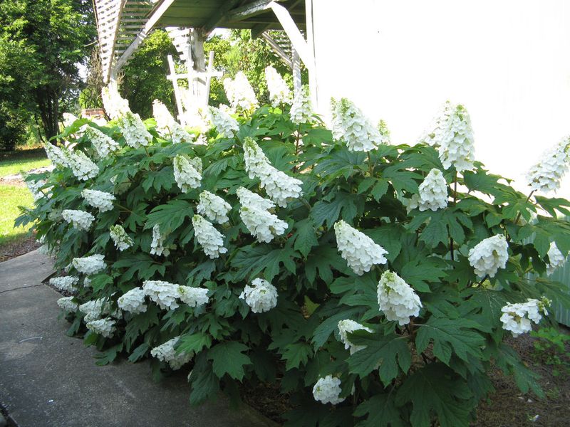 Oakleaf Hydrangea