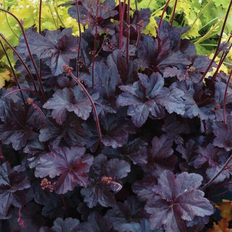 Obsidian Coral Bells