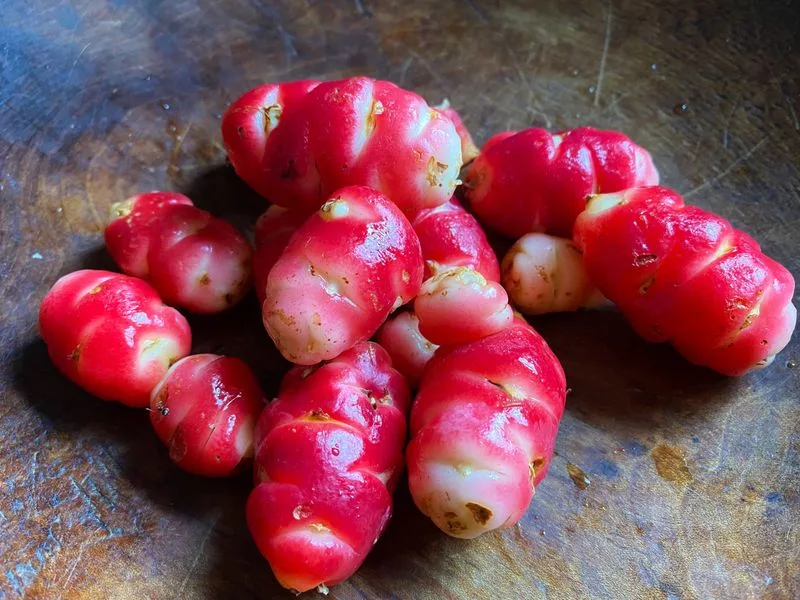 Oca