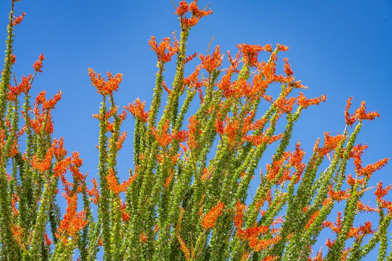 Ocotillo