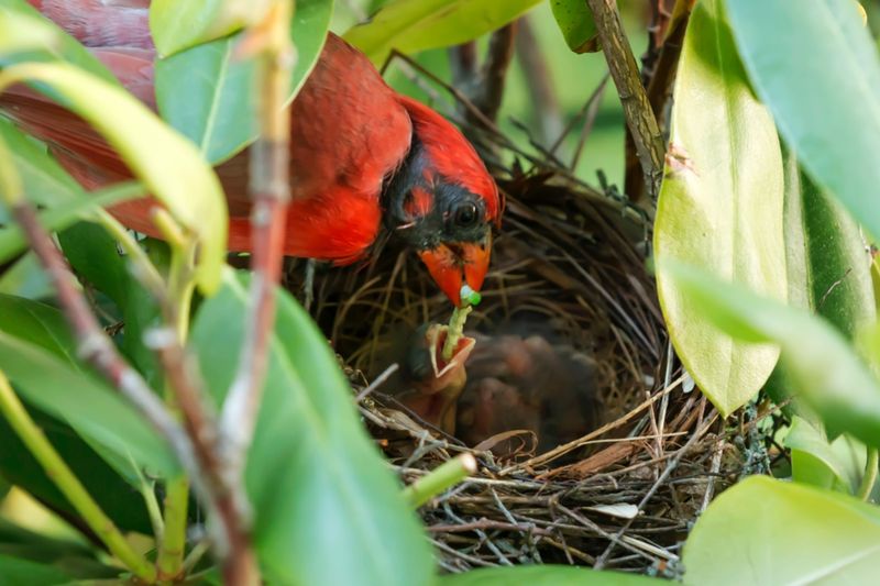 Offering Nesting Materials