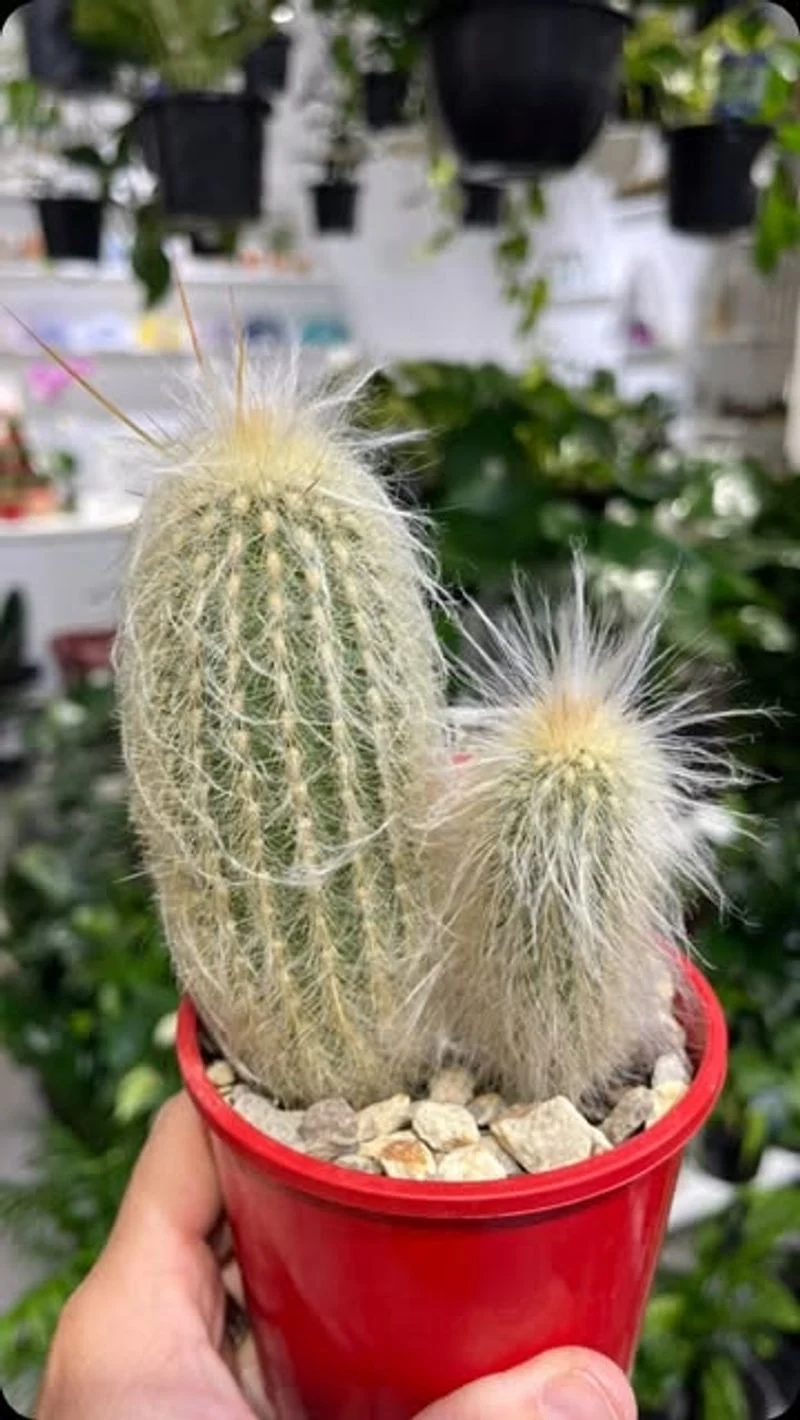 Old Man Cactus