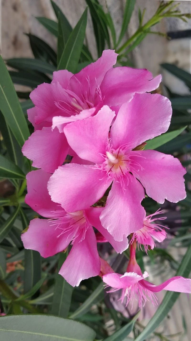 Oleander