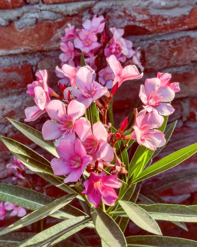 Oleander