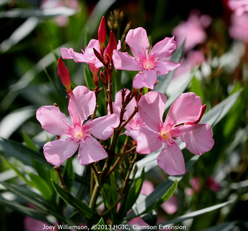 Oleander