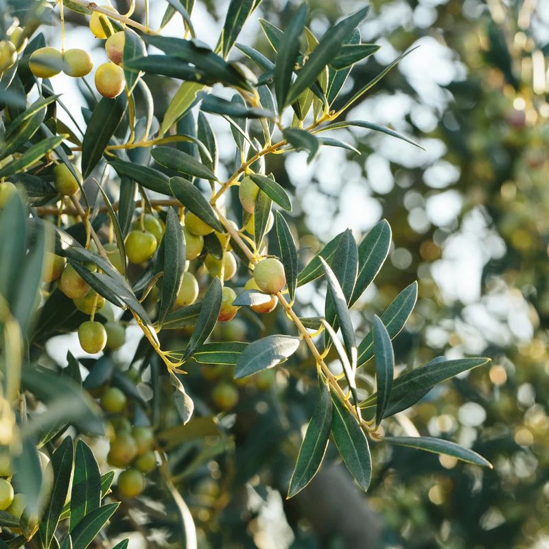 Olive Tree