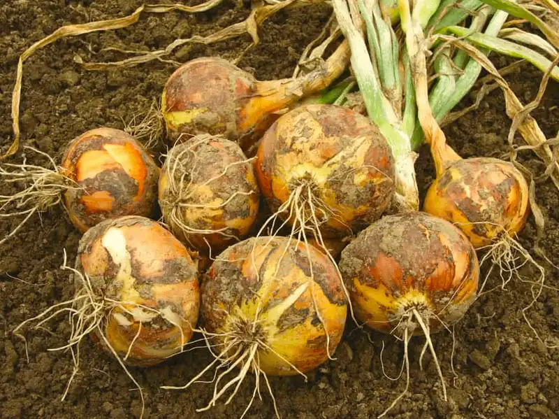 Onion