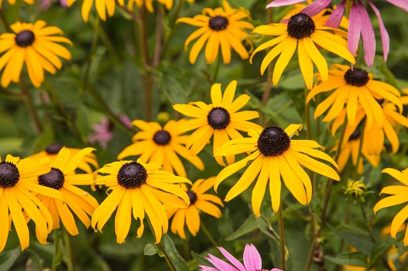 Orange Coneflower