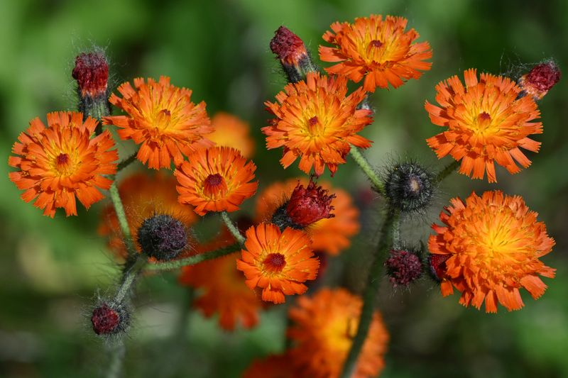 Orange Hawkweed