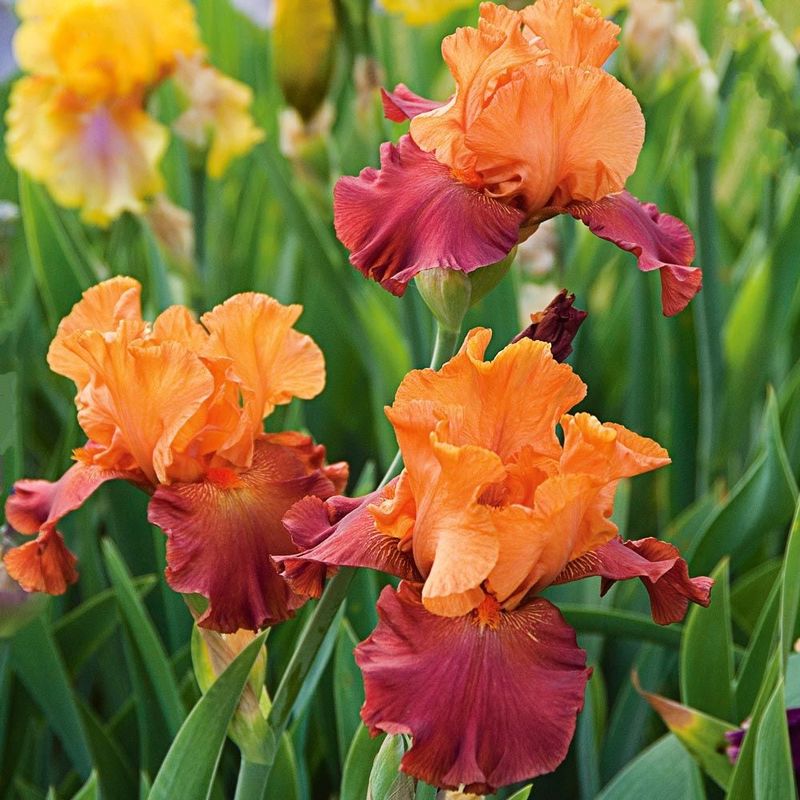 Orange Iris