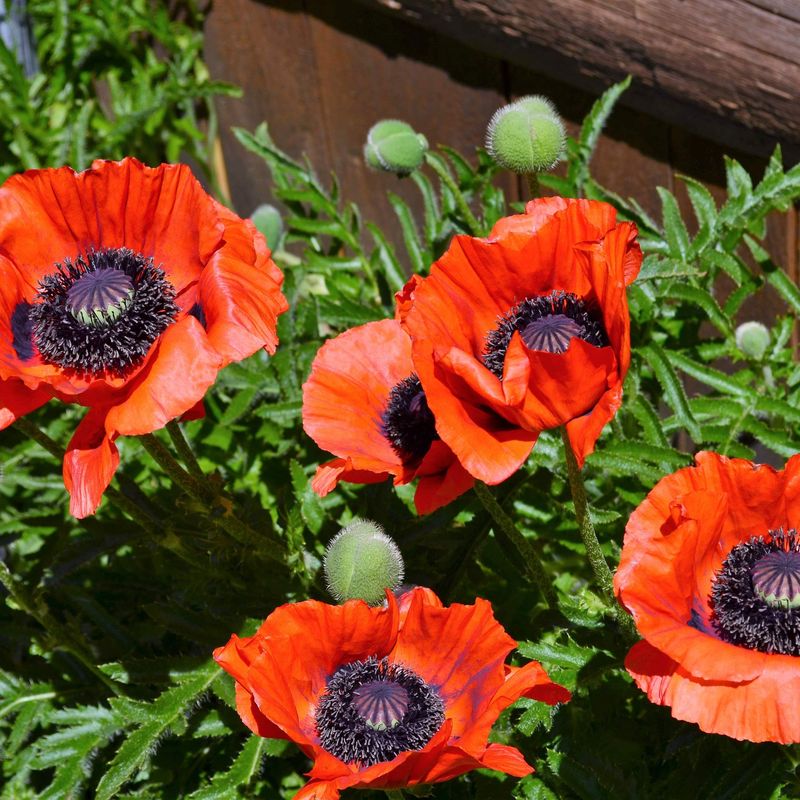 Orange Poppy