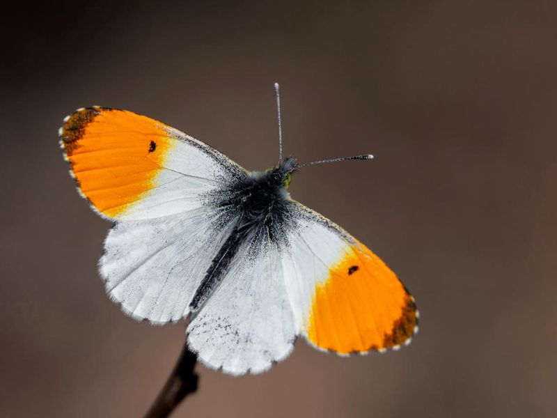 Orange Tip