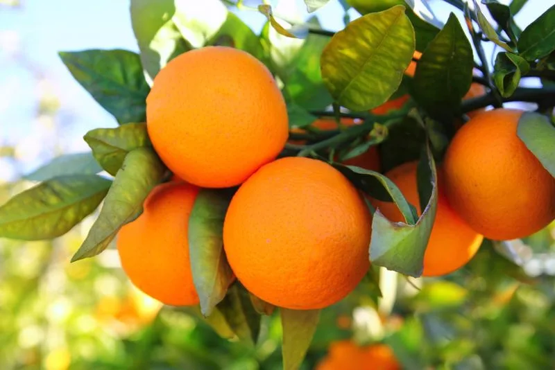 Orange Tree