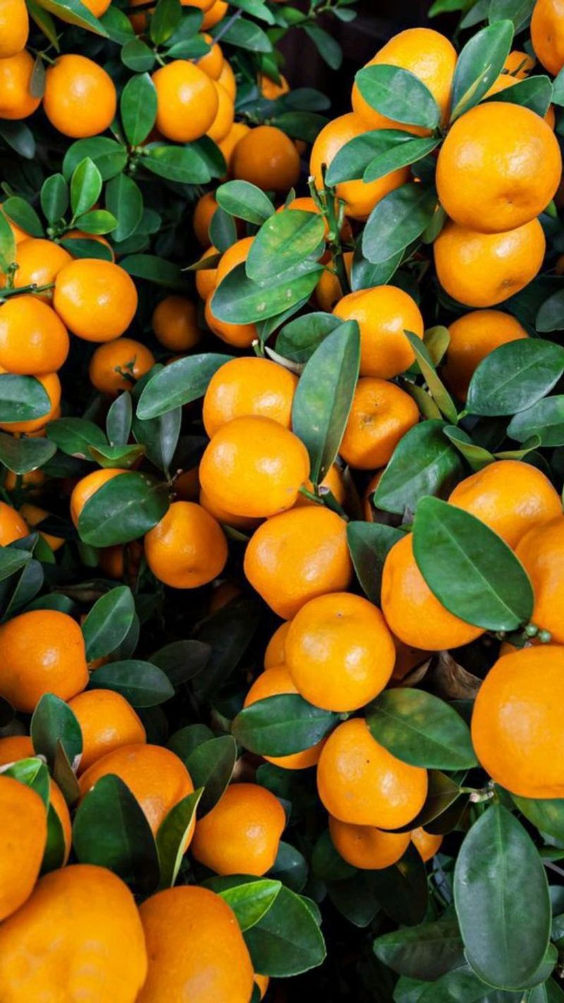 Oranges