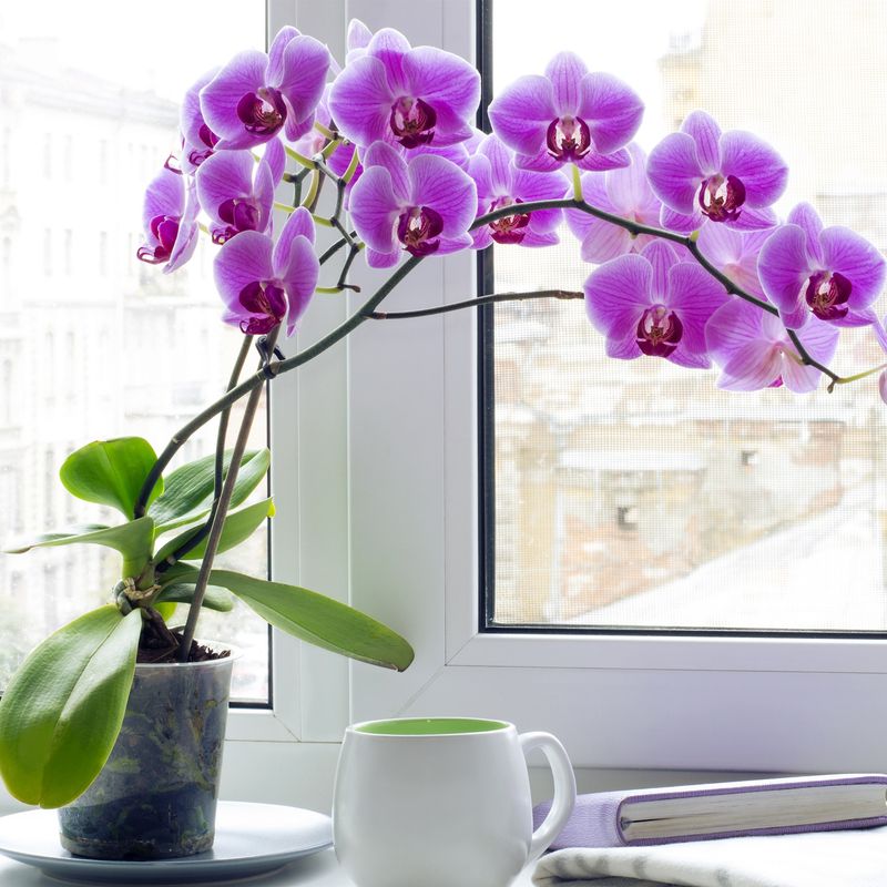 Orchids