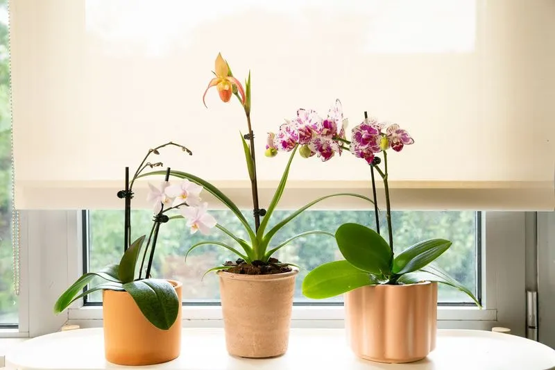 Orchids