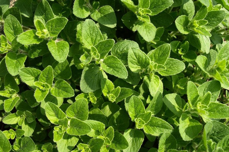 Oregano