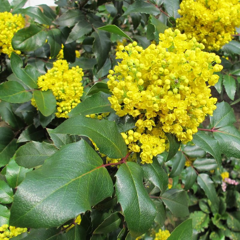 Oregon Grape (Mahonia aquifolium)