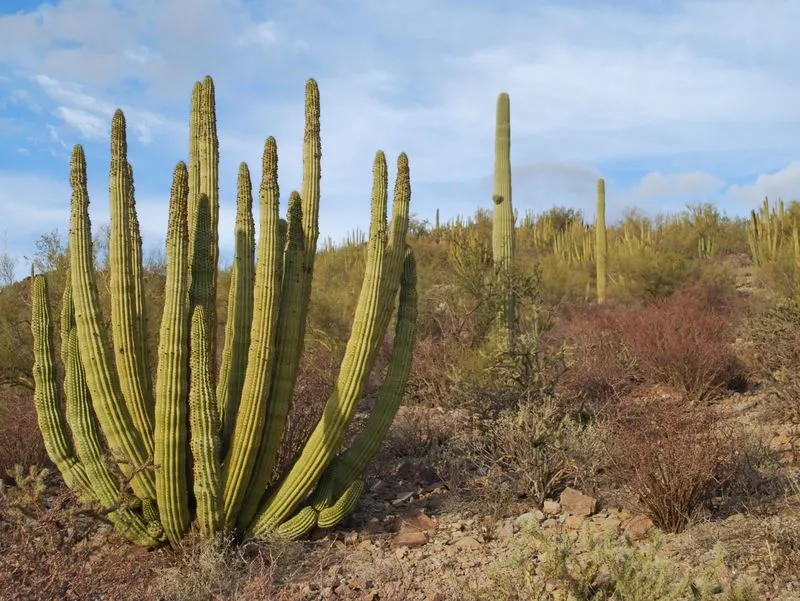 Organ Pipe Cactus