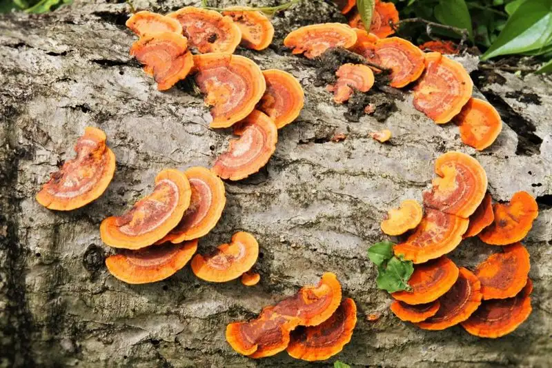 Organic Matter Decomposition