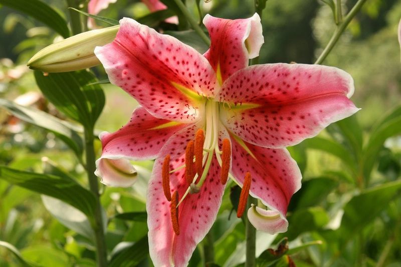 Oriental Lily