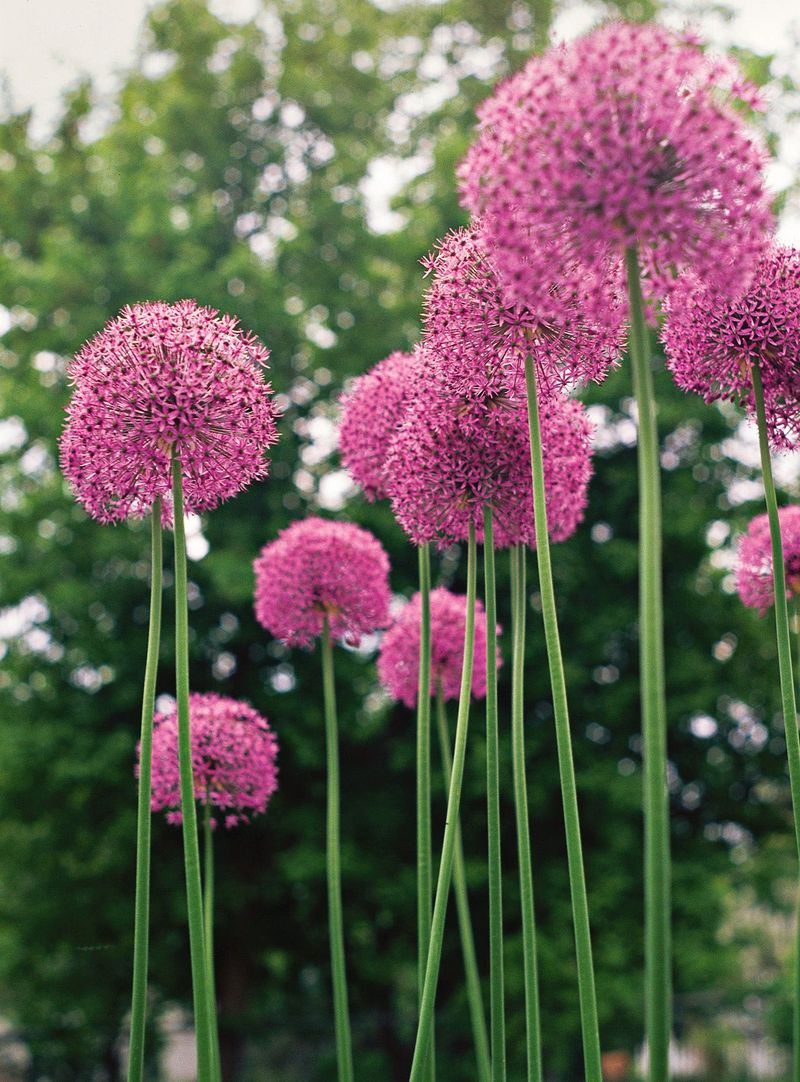 Ornamental Alliums