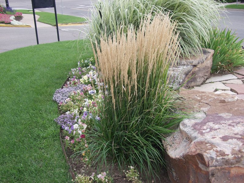 Ornamental Grass 'Karl Foerster'