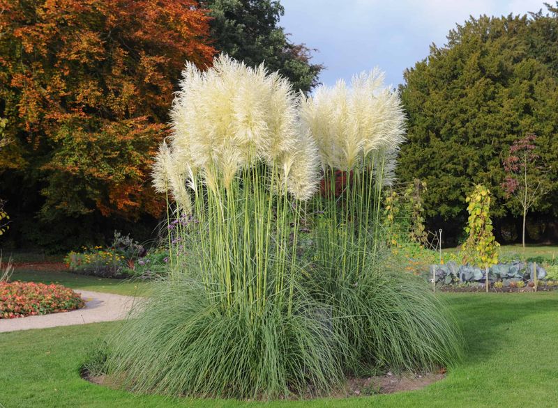 Ornamental Grasses