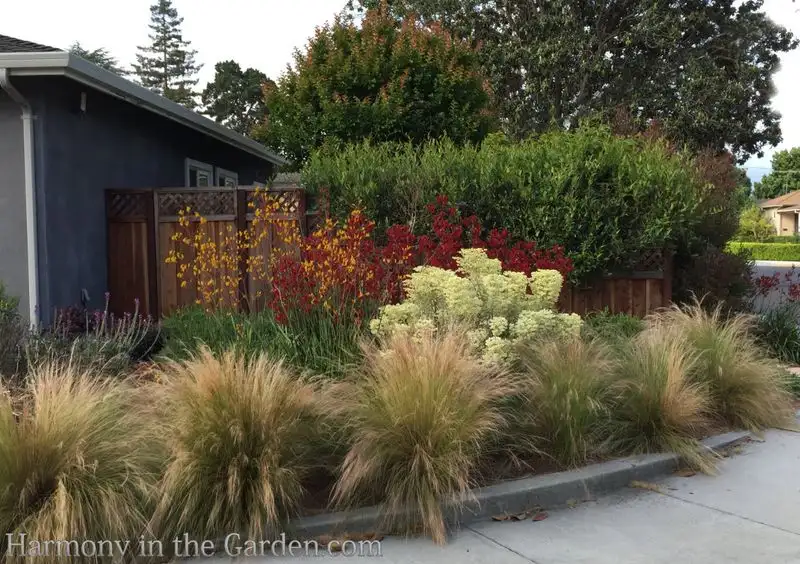 Ornamental Grasses