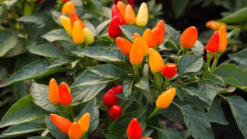 Ornamental Peppers