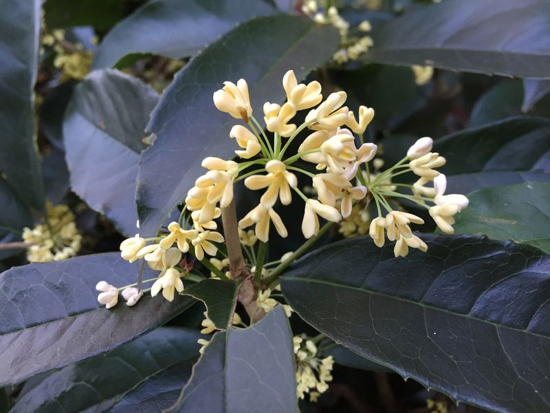 Osmanthus