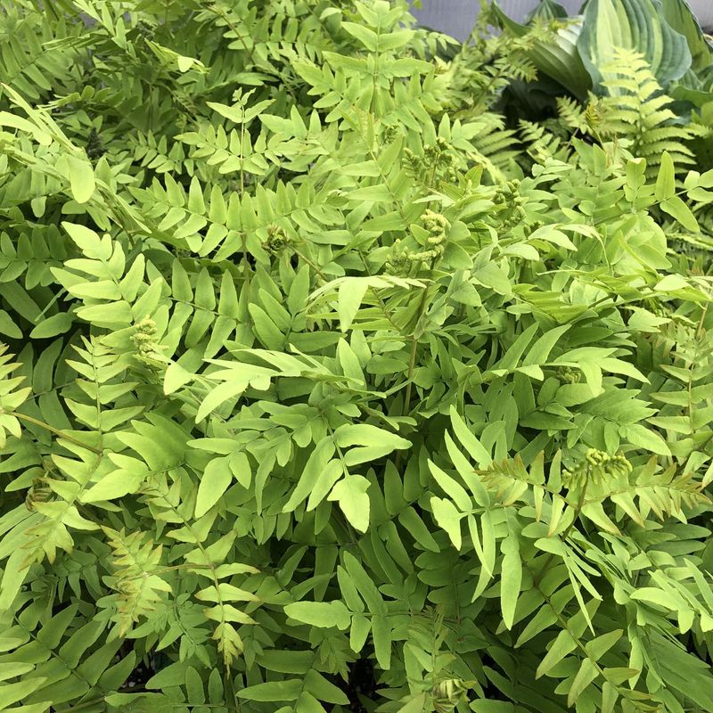 Osmunda Regalis (Royal Fern)