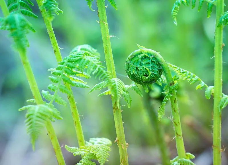 Ostrich Fern (Fiddleheads)