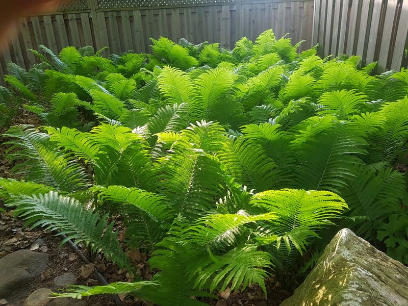 Ostrich Fern