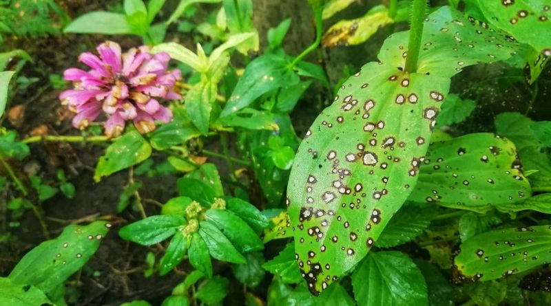 Overfertilizing Zinnias