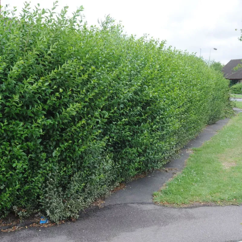 Overgrown Hedges