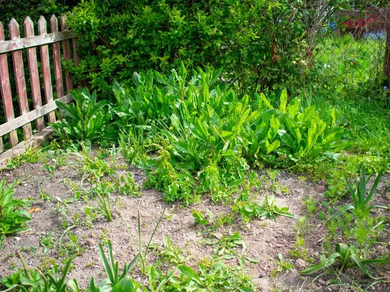 Overgrown Weeds