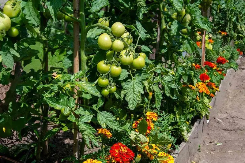 Overlooking Companion Planting