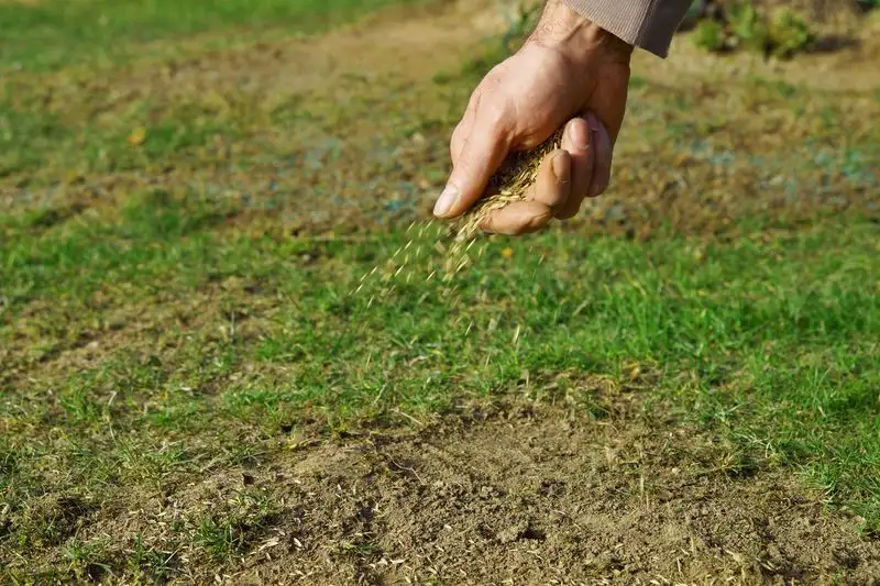 Overseeding Without Preparation