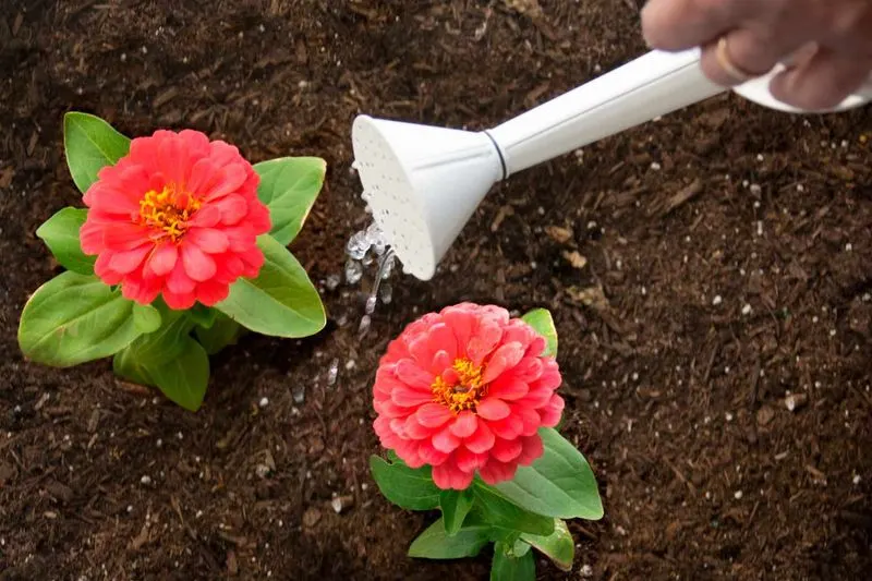 Overwatering Zinnias