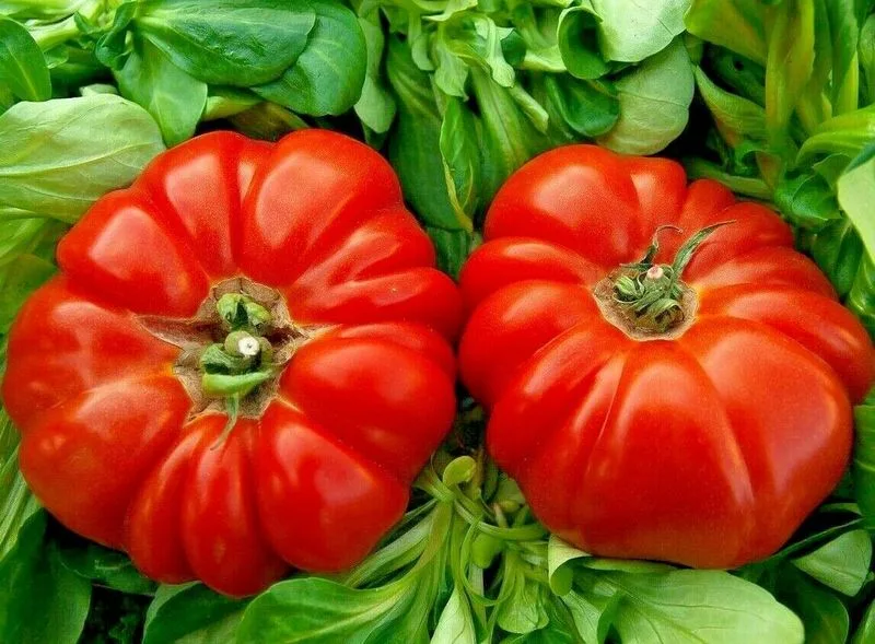 Oxheart Tomatoes