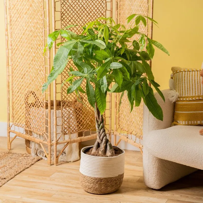 Pachira Money Tree