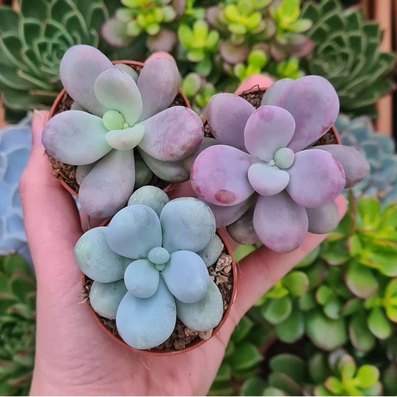 Pachyphytum Oviferum