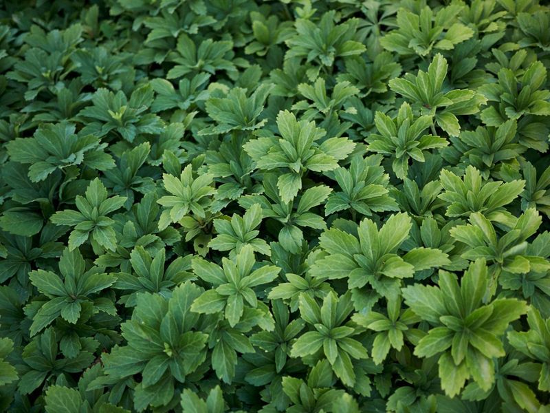 Pachysandra