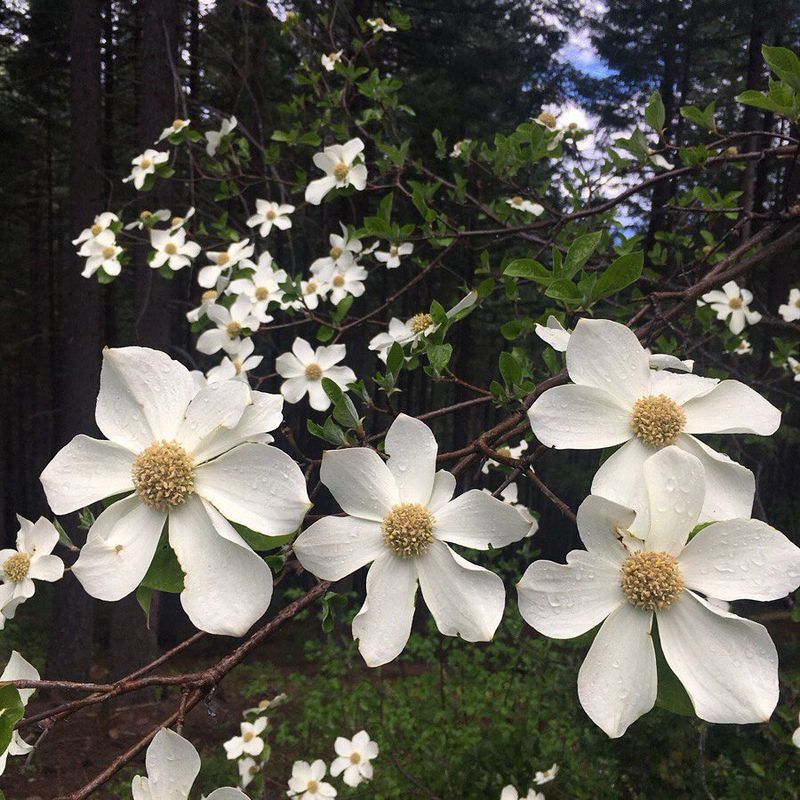 Pacific Dogwood (Cornus nuttallii)