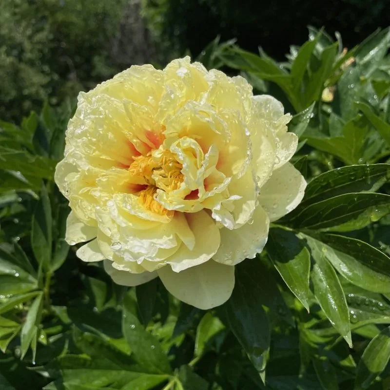 Paeonia