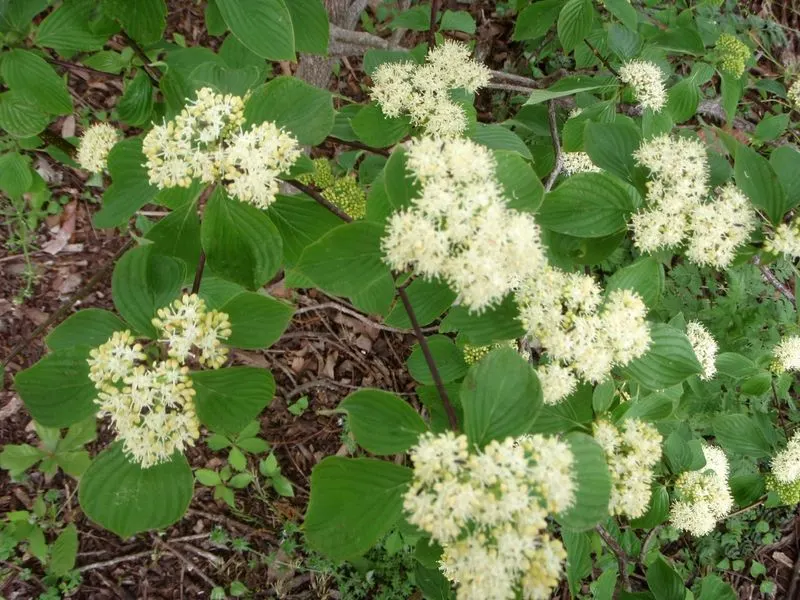 Pagoda Dogwood (Cornus alternifolia)